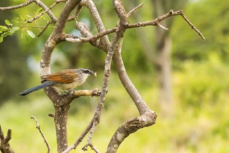 Burchell Cuckoo sitting on a branch with a butterfly in beak in Amboseli Park in Kenya