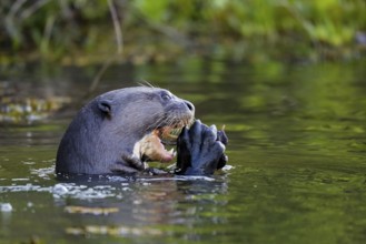 Side view head of a Giant Otter eating a fish in his claws on river surface, Pantanal Wetlands,