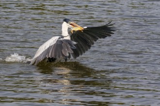 Cocoi Heron starting on river surface with piranha crosswise in beak, wings spread, Pantanal