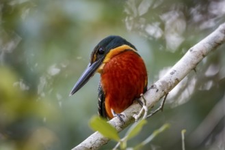 Close-up of a colorful Green-and rufous Kingfisher against defocused background, Pantanal Wetlands,