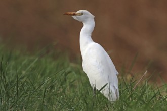Cattle Egret, Bubulcus ibis, Southern France