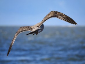 Flying gull (Larinae), Brouwersdam, province of South Holland, Netherlands