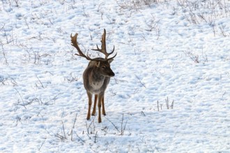 Fallow deer buck snow winter landscape (Dama Dama)