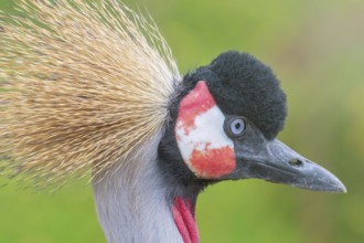 Grey crowned crane Close up portrait (Balearica regulorum) National bird of Uganda