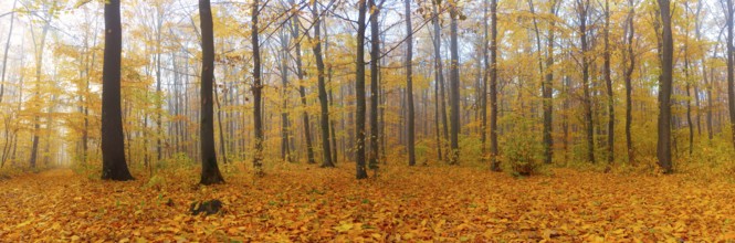 Panorama of autumn forest with fallen leaves with morning fog