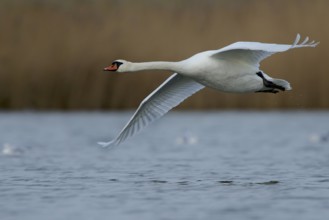 Mute swan in flight. Flying Mute Swan