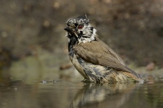 Crested tit after the bath