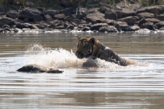 Tiger (Panthera tigris), Bengal tiger or Indian tiger, big cat (Pantherinae), carnivore