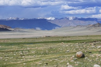 Mongolian landscape with mountain steppe with ger and herd of horses, sheep and cow. Western