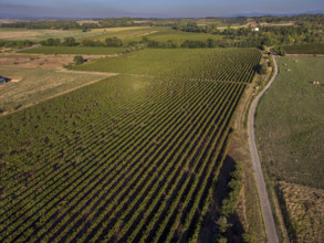 Vineyard near to Carcasona, Aude, Languedoc-Rosellón region. French Republic