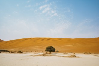 Lonely tree in the desert of sossusvlei dedvlei Namibia Africa