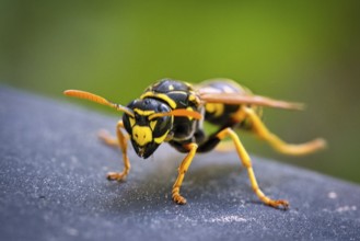 Wasp in portrait, as macro shot. nicely cropped, so that the details come out better