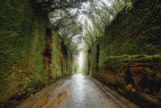 Exploring green laurel forest narrow pathway with mossy walls