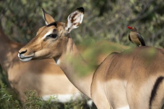 Oxpecker chopper on Impala, Gauteng, South Africa, Africa