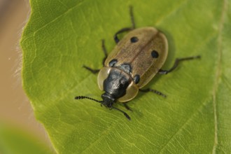 Four-spotted caterpillar moth (Dendroxena quadrimaculata)
