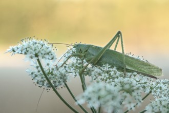 Great green bush cricket (Tettigonia viridissima)