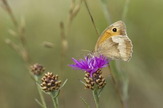 Meadow Brown (Maniola jurtina)