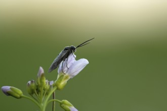 Plant wasp on a flower