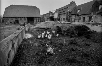 Germany, Kampehl, 01.02.1992, Chickens on the dung heap of a farm in Kampehl, Europe