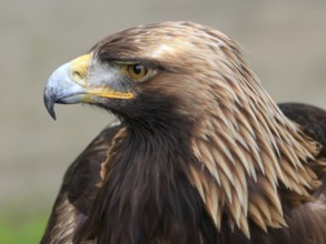 The portrait of Golden Eagle on the brown background