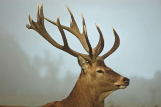 A 16 point red deer stag of 316 SCI, West Coast, South Island, New Zealand, Oceania
