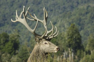 An 18 point red deer stag of 346 SCI, West Coast, South Island, New Zealand, Oceania