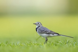White wagtail, (Motacilla alba), songbird, Al Qurm Park, Muscat, Muscat, Oman, Asia
