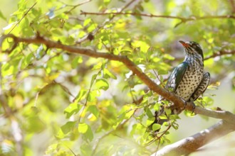 Golden cuckoo, Afrotropical species, family of golden cuckoos, cuckoo, (Chrysococcyx caprius), Wadi
