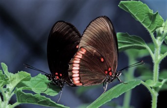 Tropical butterfly, Costa Rica, Central America