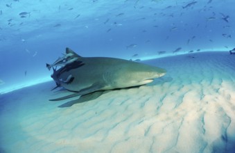 Lemon Shark, Negaprion brevirostris, Bahamas, Grand Bahama Island, Atlantic Ocean, Central America