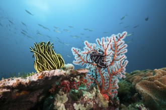 Reef with feather star, Triton Bay, West Papua, Indonesia, Asia