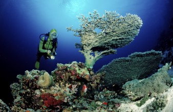 Diver and table coral, Acropora divaricata, Sudan, Africa, Red Sea, Africa