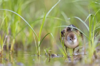 Little Crake, Little Crake, Small Crake, (Porzana parva), biotope, habitat, foraging, family of