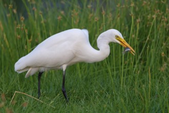 Asian Intermediate Egret, Intermediate Egret, Egretta intermedia, Mesophoyx intermedia, Aigrette