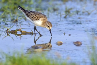 Animals, Birds, Little Sandpiper, (Calidris minuta), Biotope, Habitat, Foraging, Migratory bird,