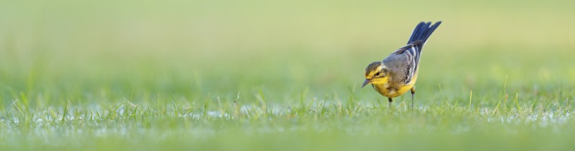 Citrine wagtail, (Motacilla citreola), songbird, family of stilts and pipits, biotope, habitat,