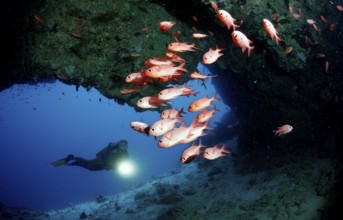 Scuba diver and white-fringed soldierfish, underwater cave, Myripristis murdjan, Maldives, Indian