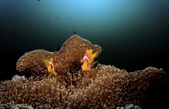 Two Red Sea Anemonefish, Amphiprion bicinctus, Djibouti, Djibouti, Africa, Afar Triangle, Gulf of