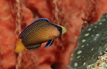 Magnificent dwarf perch, Pseudochromis splendens, Indonesia, Raja Ampat, Irian Jaya, West Papua,