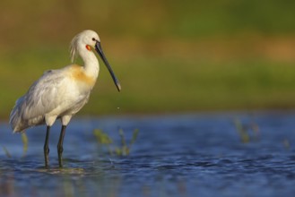 Spoonbill, (Platalea leucorodia), foraging, family of ibises and spoonbills, foraging, biotope,