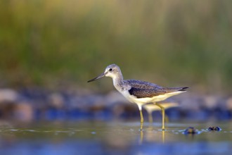 Greenshank, (Tringa nebularia) Wading bird, limesticks, foraging in mudflats, snipe family Salalah,