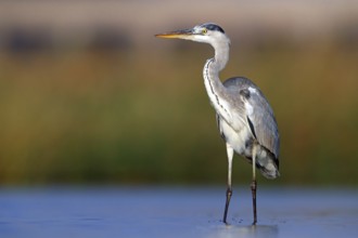 Great Egret, Heron, foraging, (Ardea cinerea) Salalah, Raysut, Dhofar, Oman, Asia
