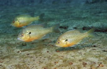 Red-breasted sunfish, Lepomis auritus, USA, Florida, FL, North America