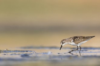 Little sandpiper (Calidris minuta), foraging in the Salalah biotope, Raysut, Sohar, Oman, Asia