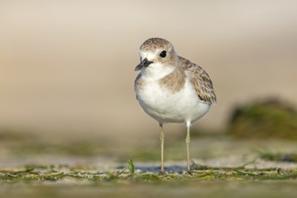 Desert plover, (Charadrius leschenaultii), animals, birds, biotope, habitat, foraging, Middle East,