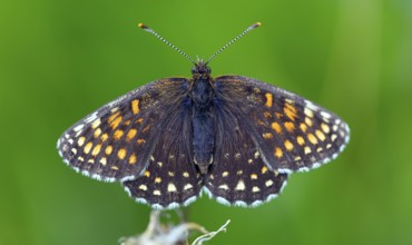 Valerian Fritillary, Silver Fritillary, (Melitaea diamina), butterfly, butterfly family,