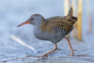 Water rail, (Rallus aquaticus), biotope, habitat, animal, animals, birds, rail family, Der Spieß