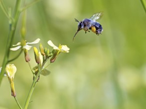 Bumblebee, (Bombus) insect, animals, insects, family of bees, flight photo, biotope, habitat,