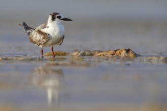 White-winged Tern, (Chlidonias leucopterus), Chlidonias leucoptera, biotope, habitat, foraging,