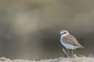 White-fronted plover, White-fronted plover, (Chaeadrius marginatus), (Ochthodromus marginatus),